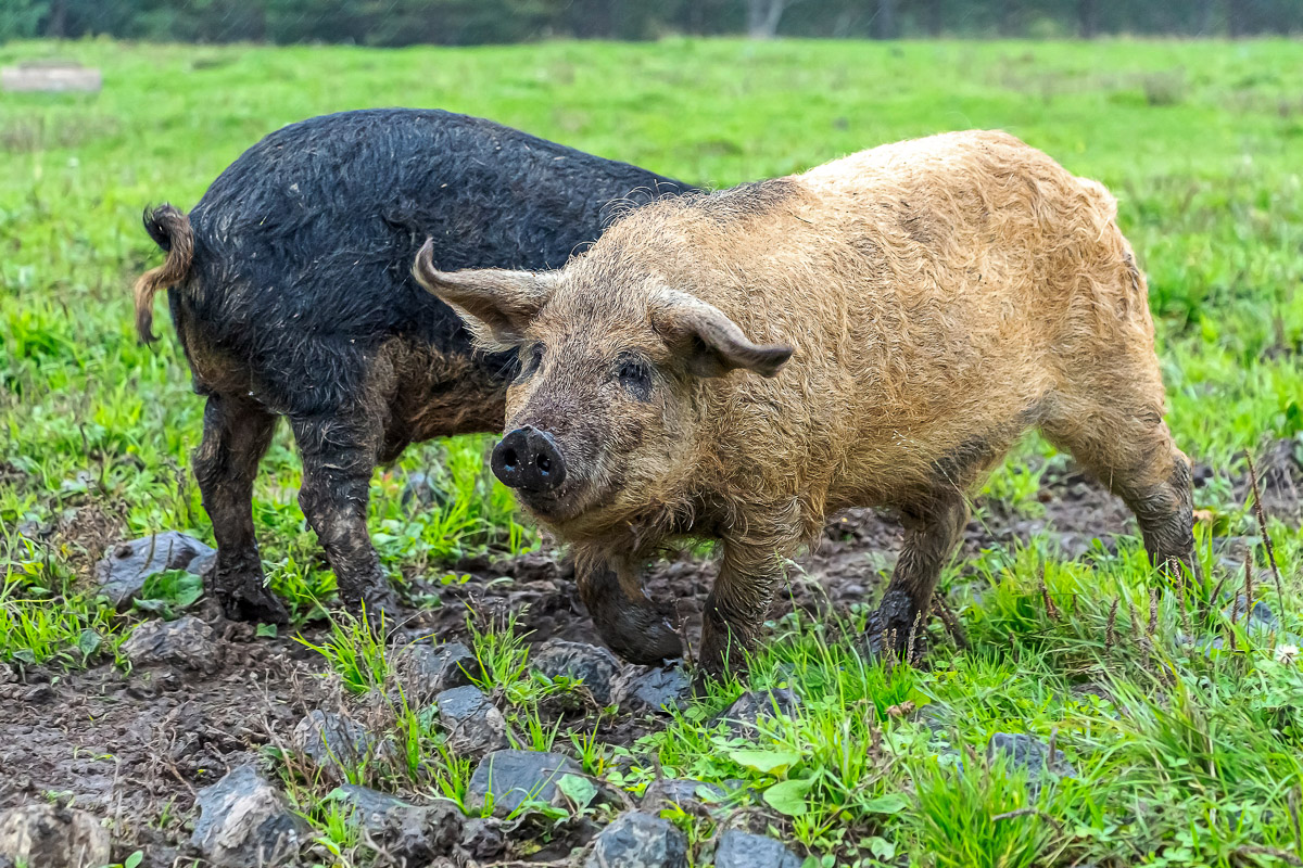 Mangalica | informatie over het vleesras | Grutto